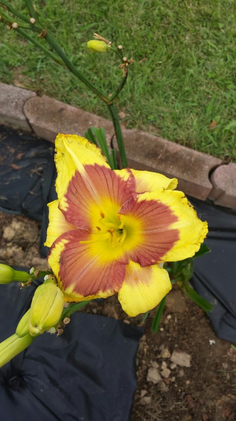 20150707_184028.jpg image